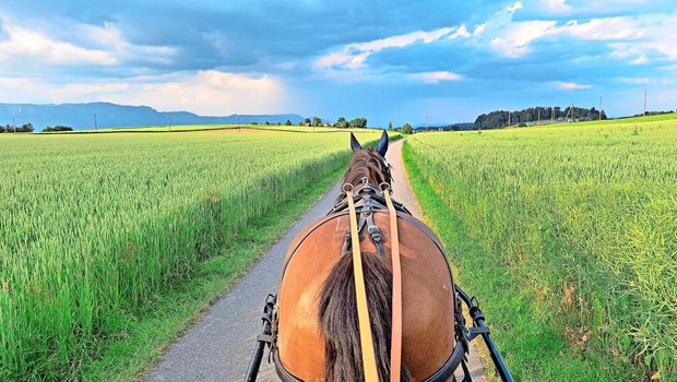 Wenn Pferde bei der Arbeit schwitzen, reicht der Salzleckstein zur Bedarfsdeckung nicht aus.