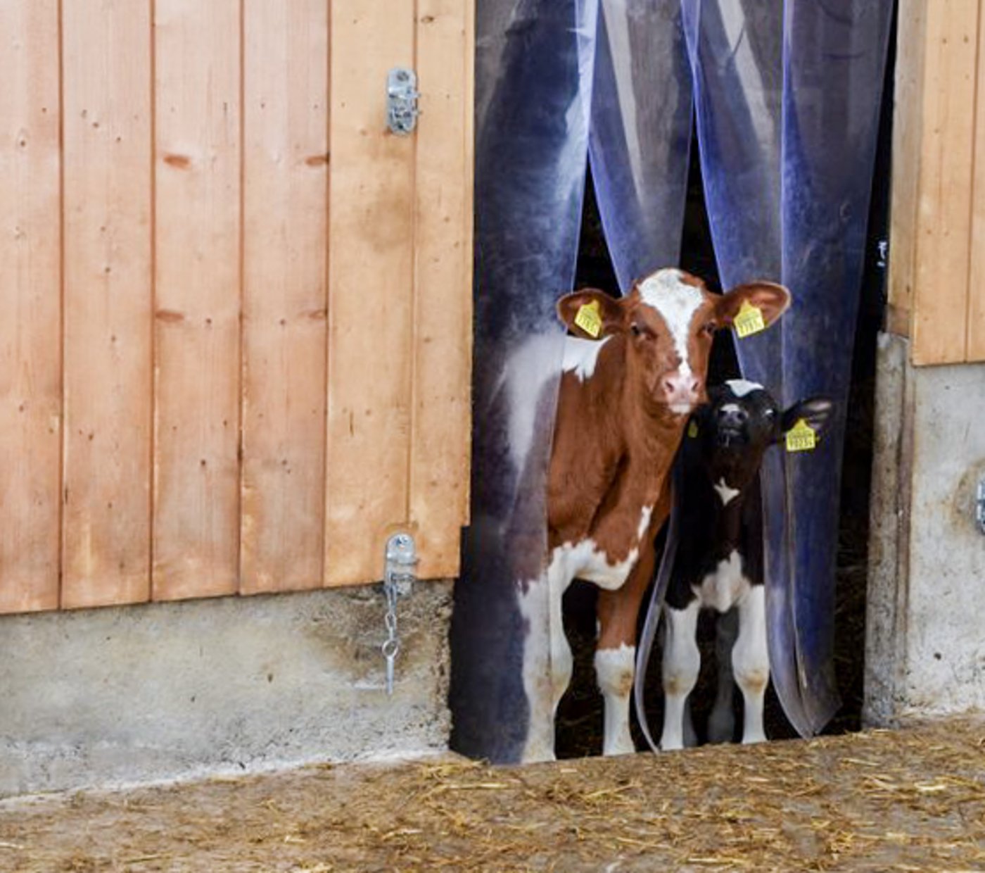 Während kleine Tränkekälber Mangelware sind, ist die Nachfrage nach Tränkern riesig. (Symbolbild Aline Küenzi)