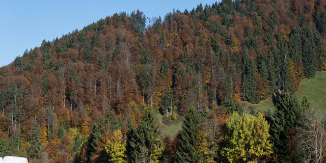 Die Waldbesitzenden haben noch bis am 15. Mai Zeit, um ihre Angebote beim Kanton Bern anzumelden. (Bild Miriam Kolmann)