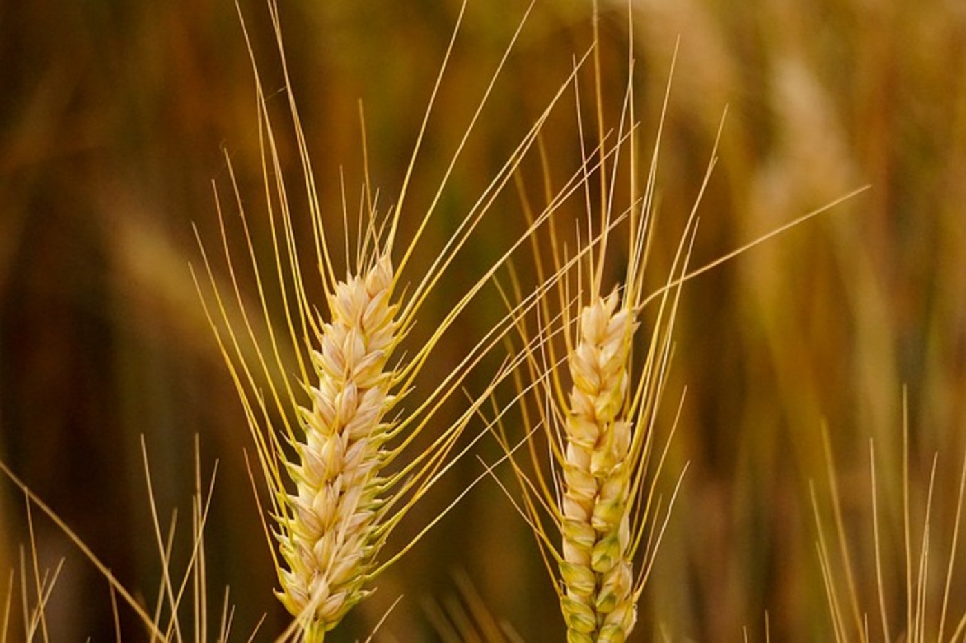 Gemäss den Studien-Ergebnissen gedeihen moderne Sorten auch mit weniger Input besser als alte Züchtungen. (Bild Pixabay)