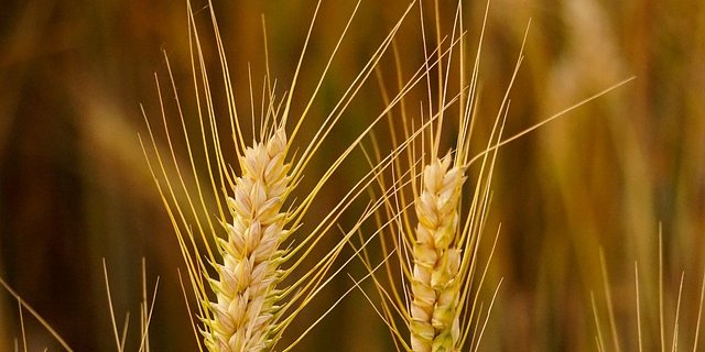 Gemäss den Studien-Ergebnissen gedeihen moderne Sorten auch mit weniger Input besser als alte Züchtungen. (Bild Pixabay)