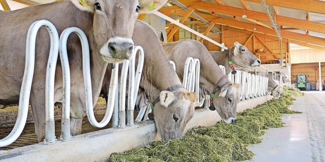Wie es um die Fütterung steht, lässt sich nach der Milchkontrolle auf der Monatsinformation herauslesen.