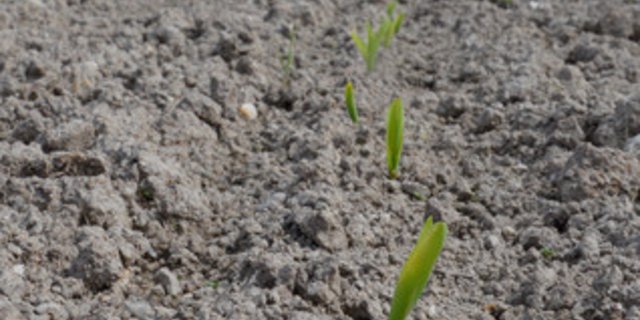 Die Luzerner Bauern müssen für das nächste Jahr keine Einschränkung ihrer Fruchtfolgen beim Mais befürchten. (Symbolbild Aline Küenzi)