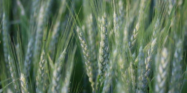 Laut den Zahlen von Swisssem per 30.11.2019 stiegen die Verkäufe von Futterweizensaatgut um 39 Prozent an, verglichen mit den Verkäufen bis 30.11.2018. (Bild rae)