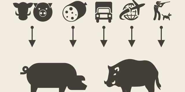 Wichtige Verbreitungswege der ASP (Bild lid)