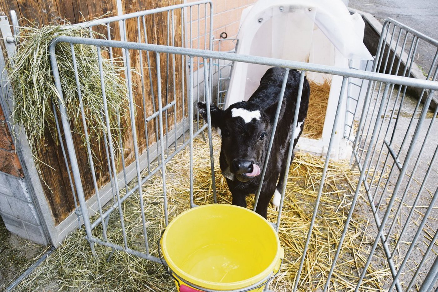 Neben der Milch sind Rau- und Kraftfutter sowie sauberes Wasser wichtige Kriterien für eine optimale Kälberaufzucht.(Bild Peter Fankhauser)