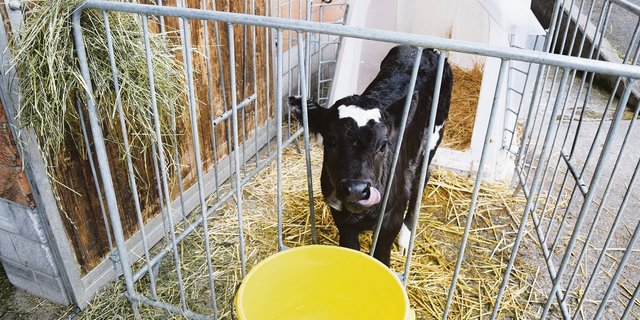 Neben der Milch sind Rau- und Kraftfutter sowie sauberes Wasser wichtige Kriterien für eine optimale Kälberaufzucht.(Bild Peter Fankhauser)