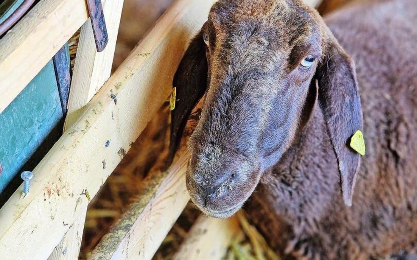 Auf dem Hof Gutisberg leben mehrheitlich Engadinerschafe.