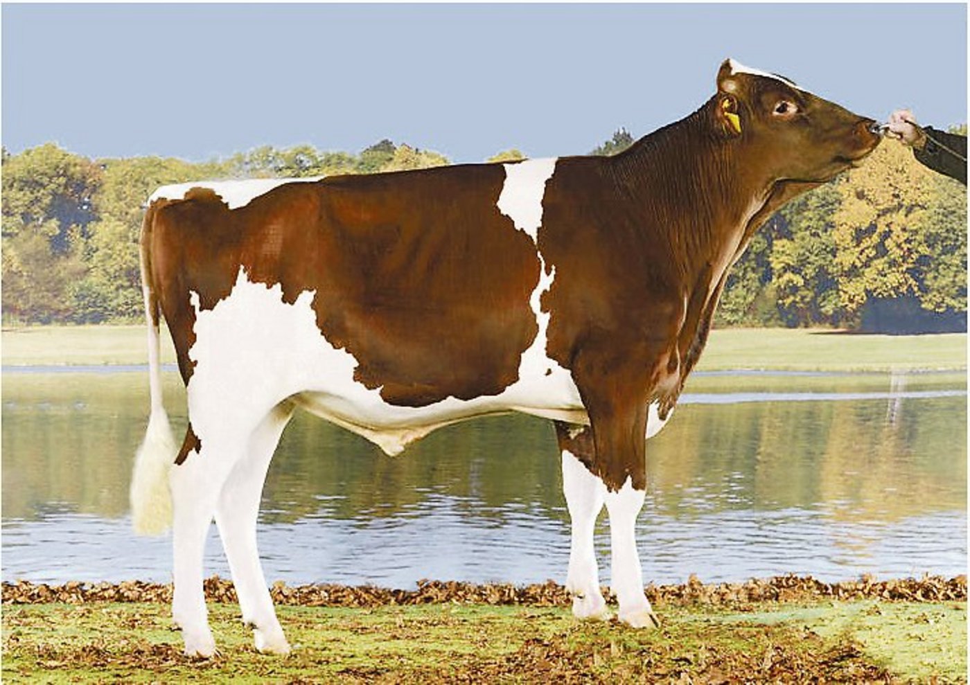 Beim Swiss Fleckvieh kehrt Hardy P an die Spitze zurück. (Bild KeLeKi)