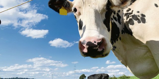 Auf Raufutterbasis gefütterte Kühe stehen weniger in der Kritik, Klimakillerinnen zu sein.