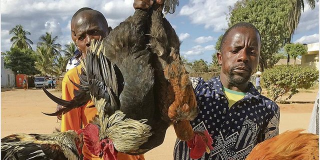 Boxenstopp am Strassenrand. Der Preis für die Hühner wird direkt auf der Ladefläche des Autos verhandelt. (Bild Sera Jane Hostettler)