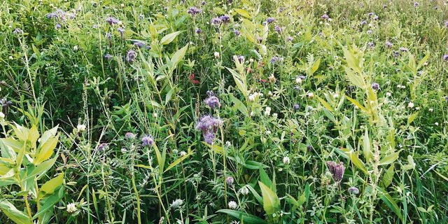 Gründüngungen müssen grundsätzlich nicht gemulcht werden. Das Abstoppen via Walzen bzw. Quetschen spart Diesel.