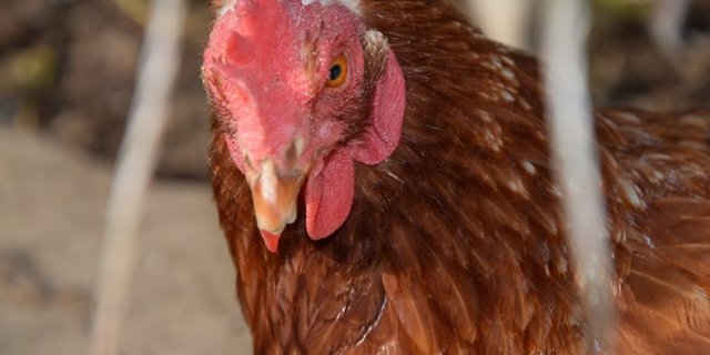 Eine Arbeitsgruppe sucht nach einer Lösung, um die ausrangierten Legehennen wieder in der Schweiz schlachten zu können. (Bild Katrin Erfurt)