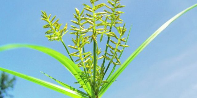 Kein schöner Anblick: Erdmandelgras in Blüte. (Bild zVg)