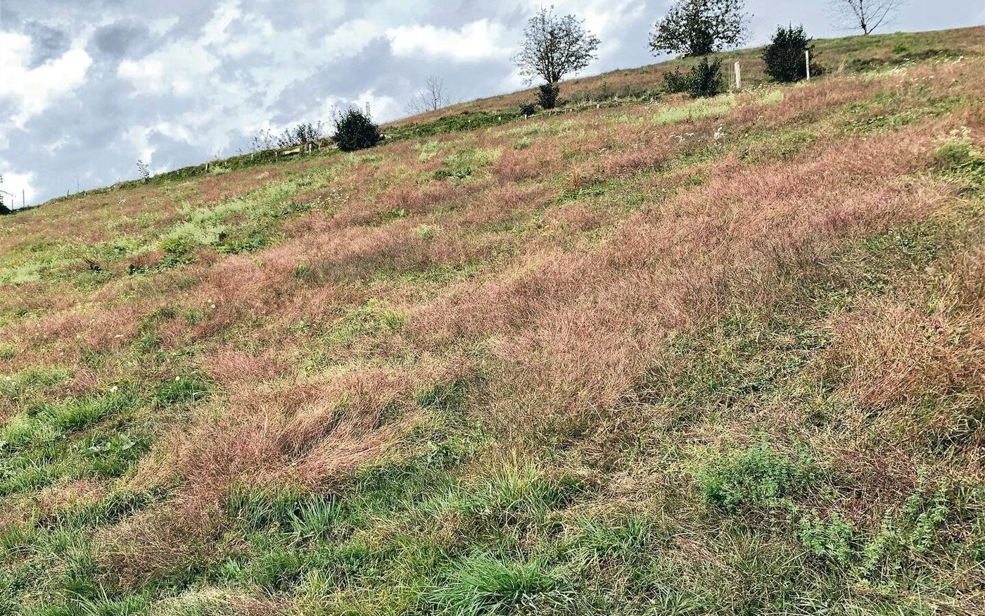 Von Fingerhirse betroffene Weiden präsentierten sich im vergangenen Herbst dunkelrot.