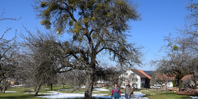 Im Obstgarten von Marianne Röthlisberger (l.)  breitet sich die Weissbeerige Mistel auf dem 130-jährigen Leuenapfel aus. Die Bäuerin bat Klaus Gersbach (r.)  von der Vereinigung Fructus um Hilfe. (Bilder ke)