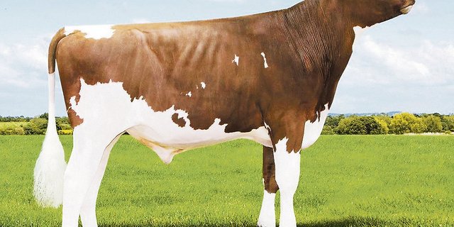 Neu geprüft und schon auf dem ersten Platz nach Gesamtzuchtwert: Caps Dg Olympian Apple Pie. (Bild js)