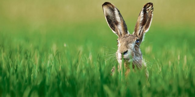 Der Feldhase steht auf der Roten Liste: Seine beste Zeit hatte er hierzulande vermutlich vor zwei-, dreihundert Jahren zu Zeiten der Dreifelderwirtschaft. Danach wichen viele Getreidefelder Heuwiesen, die für ihn kein gleichwertiger Ersatz sind. (Bild Stock Adobe)