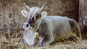 Rätisches Grauvieh g Rätisches Grauvieh gilt sowohl beim Bund als auch bei Pro Specie Rara als gefährdet. Die Stiftung hat die Rasse 1985 mit engagierten Züchtern hierzulande wieder angesiedelt.