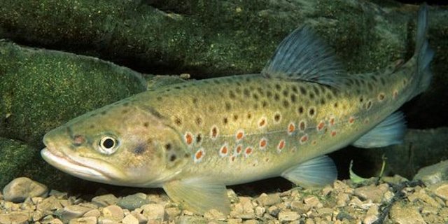 Die Forelle ist stark gefährdet. (Bild Wildlife)