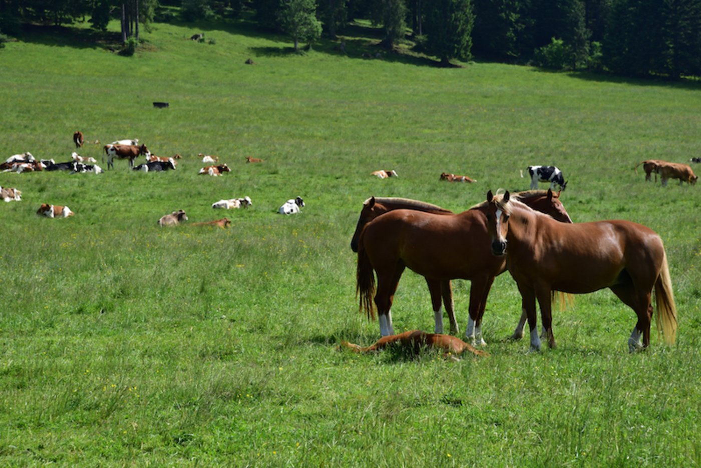 Nicht nur zu Zucht und Haltung, sondern auch sozioökonomisch müsse geforscht werden, um neue Märkte für Freiberger zu finden und die Werbung zu stetig zu verbessern. (Bild Agrijura/ Georges Henz)