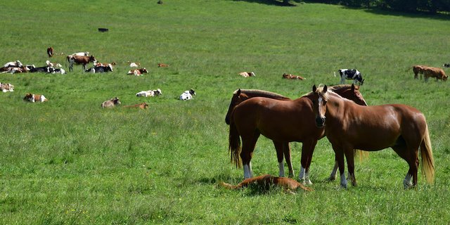 Nicht nur zu Zucht und Haltung, sondern auch sozioökonomisch müsse geforscht werden, um neue Märkte für Freiberger zu finden und die Werbung zu stetig zu verbessern. (Bild Agrijura/ Georges Henz)
