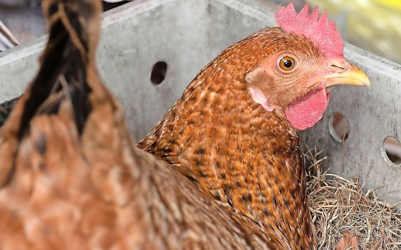 Was tun, wenn eine Henne gluckig ist, man aber keine Brut will? Tierschutzwidrige Massnahmen werden noch immer angewendet.