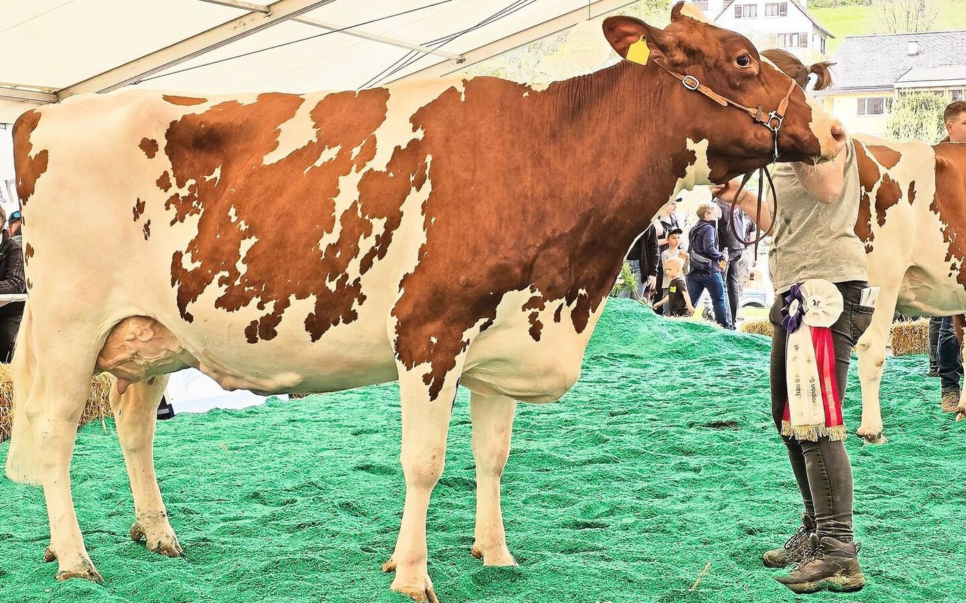 Die Miss und Schöneuter der Red Holstein, Eptingens Power Otilia von Anja Schmutz, weigerte sich ihre beiden Schleifen zu tragen.