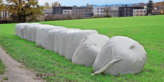 Die Konservierung und Verfütterung von Herbstgras steht vor der Tür und bringt gewisse Herausforderungen mit sich. Unsere Autorin gibt Tipps.