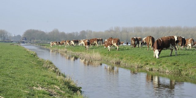 Kühe auf der Weide in Holland. (Bild lid)