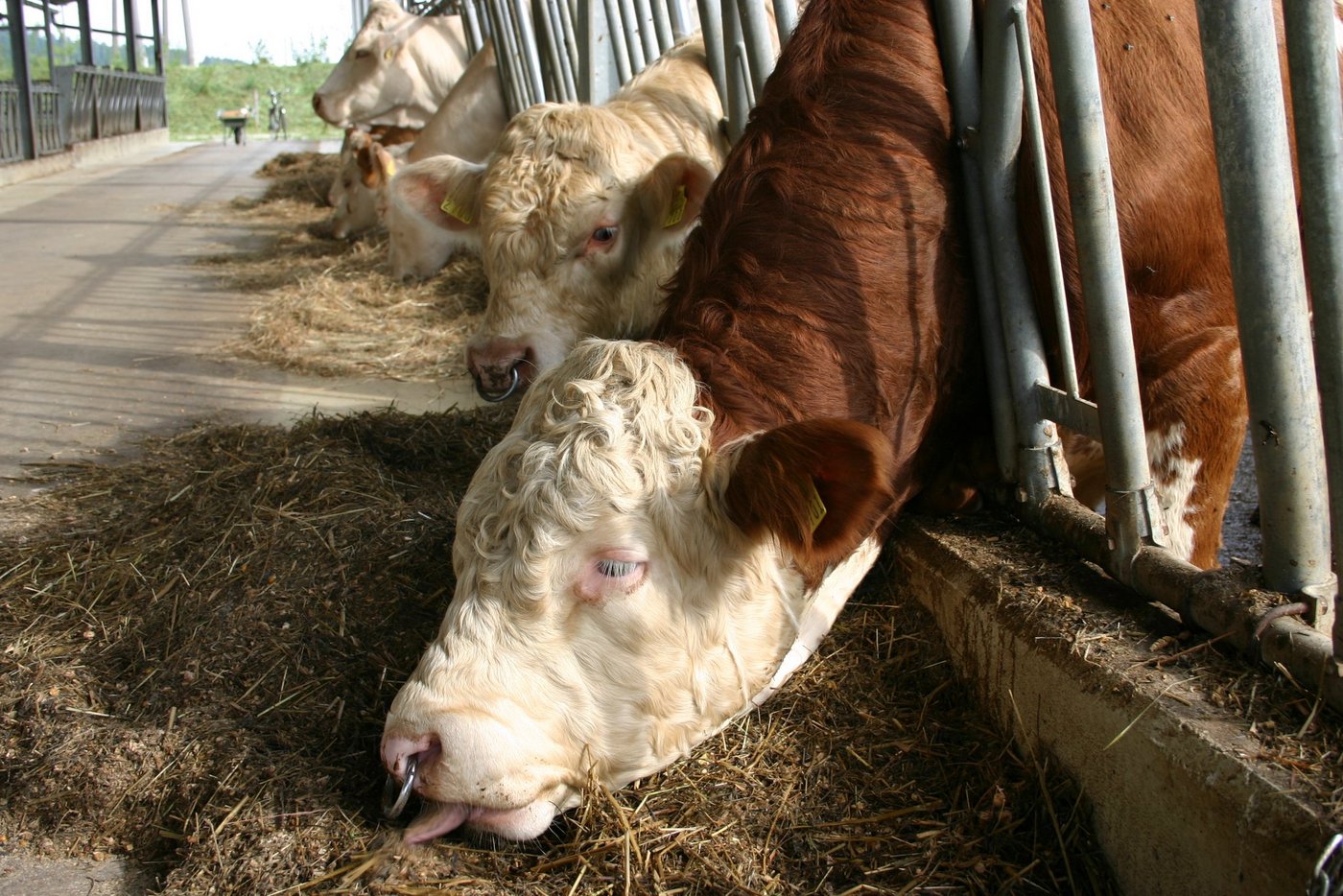 Auf den öffentlichen Märkten wurden die Wochenpreise für alle grossen Bankvieh-Schlachttiere in der zu Ende gehenden Kalenderwoche bis 60 Rp. je kg SG überboten. (Bild BauZ)