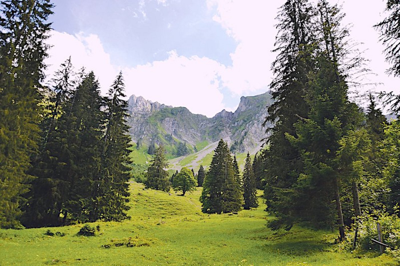 Nimmt die Wolfspopulation unbegrenzt zu, werden viele Alpen nicht mehr bestossen und ihrem Schicksal überlassen. Für die Biodiversität wäre das eine Katastrophe. (Bild Peter Fankhauser)