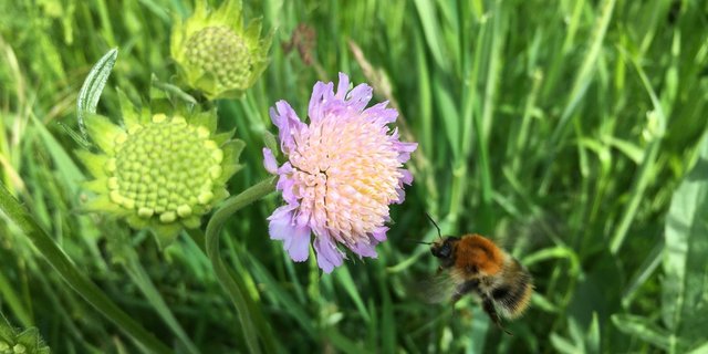 Ein später Schnitt hilft den Wiesenblumen beim Versamen. (Bild Véronique Chevillat, FiBL)