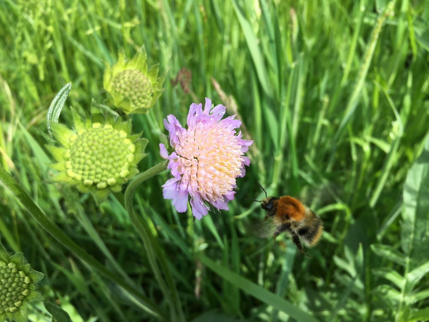 Ein später Schnitt hilft den Wiesenblumen beim Versamen. (Bild Véronique Chevillat, FiBL)