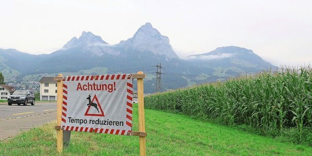Warnschild bei einer Strasse bei Schwyz-Brunnen wegen des möglichen Austritts von Hirschen aus dem Maisfeld. 