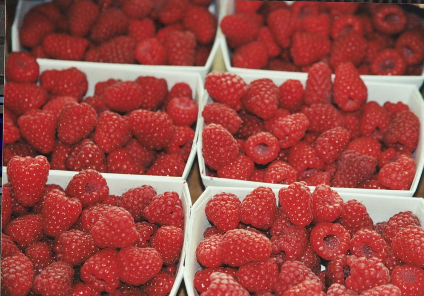 Schweizer Himbeeren wachsen heuer auf 175 Hektaren. (Bild SOV)