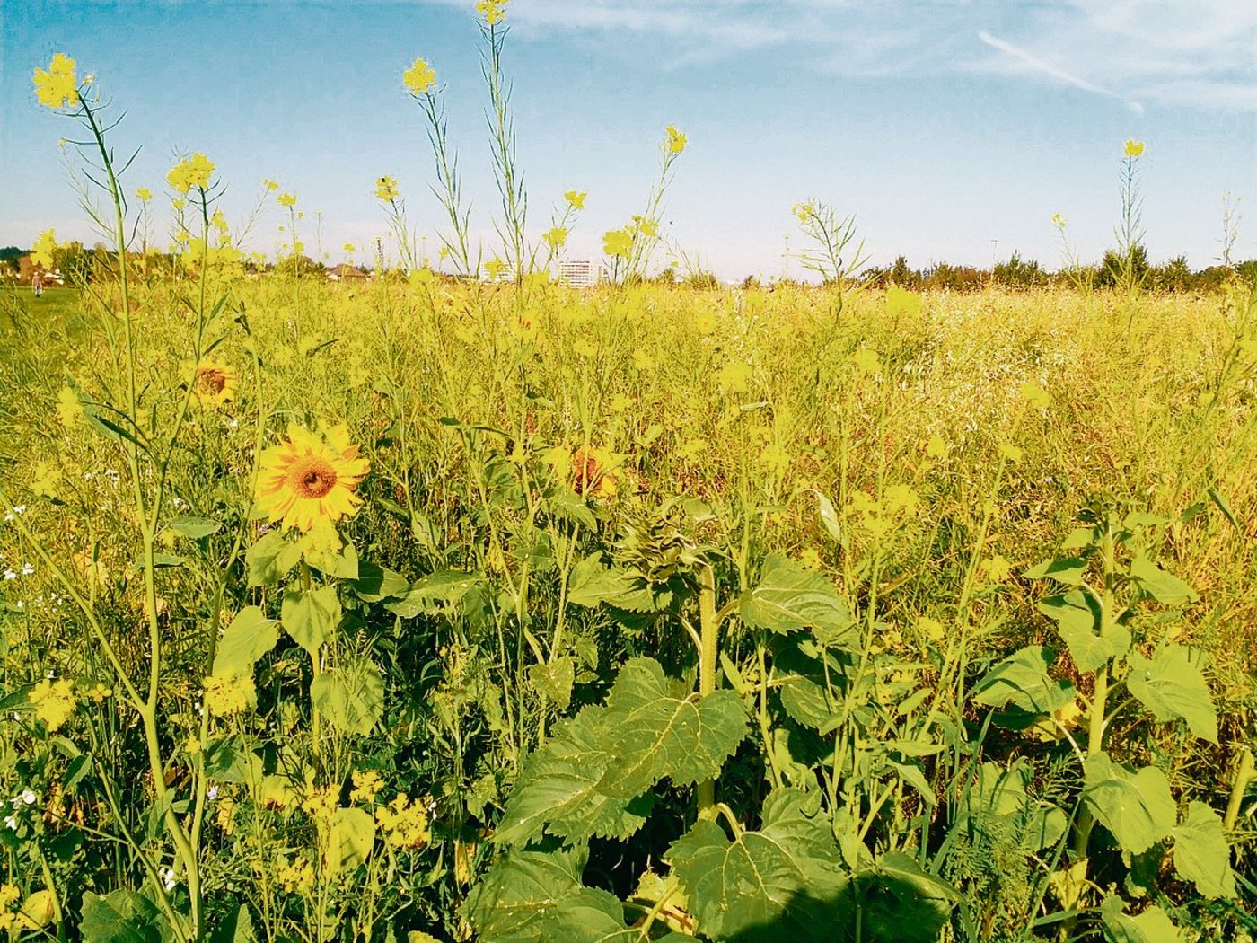Damit sie in Folgekulturen nicht zum Problem werden, sollten abblühende Gründüngungen an der Versamung gehindert werden. (Bild ss)