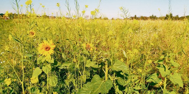 Damit sie in Folgekulturen nicht zum Problem werden, sollten abblühende Gründüngungen an der Versamung gehindert werden. (Bild ss)