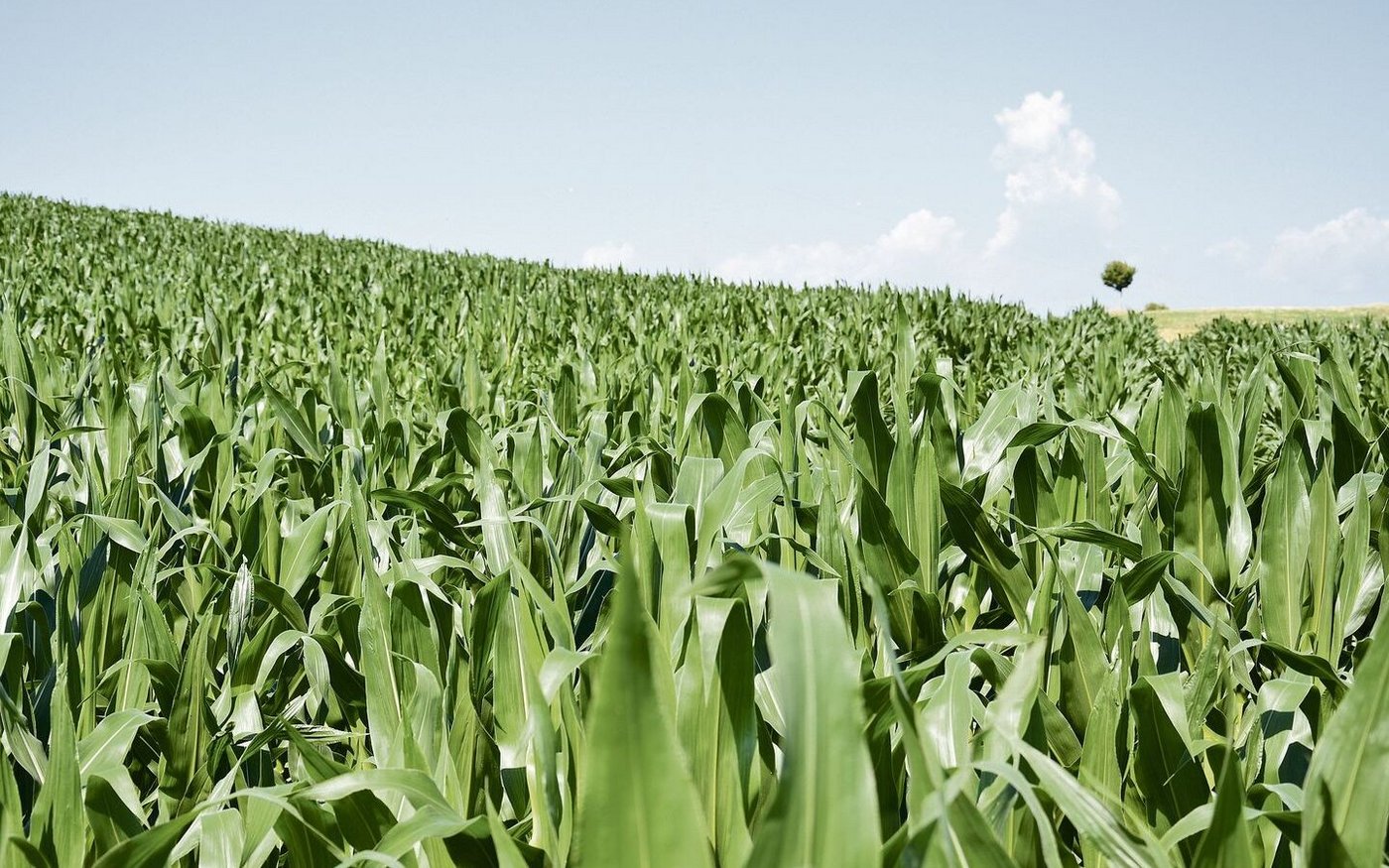 Weniger Pflanzen und Dünger auf weniger guten Flecken einer Parzelle bedeutet mehr Nährstoffe für ertragsstärkere Bereiche und weniger Abschwemmung. 