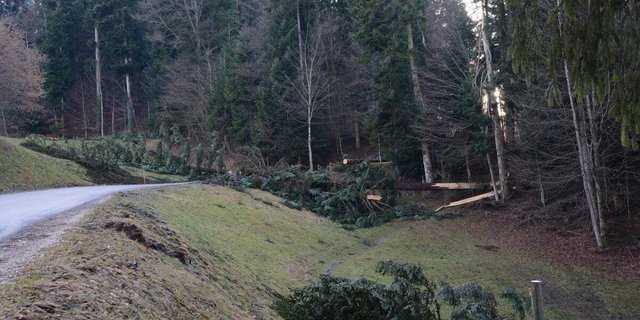 Ein Sturm richtet im Wald viel Schaden an, kann im Nachhinein aber auch Positives bewirken. (Symbolbild Archiv BauZ)