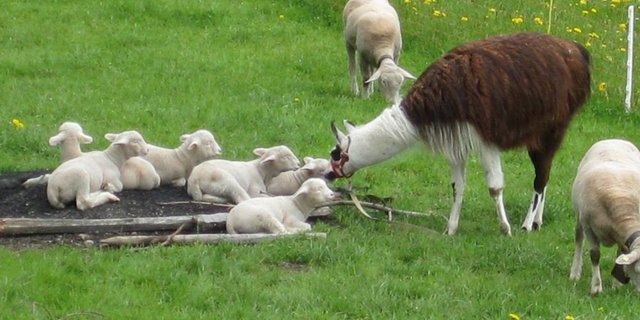  Amigo hat seine Herde im Griff. Die Muttertiere lassen ihn problemlos gewähren, wenn er sich den Jungtieren nähert. Nähern sich fremde Hunde der Herde, schirmt Amigo die Schafe ab. (Bilder: zVg/jsc)