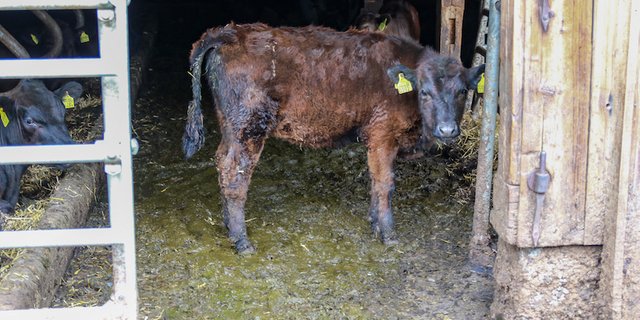 Verdeckte Aufnahmen aus dem Juni 2019 der Organisation zeigen, dass der Stall sehr verdreckt ist. (Bild zVg)