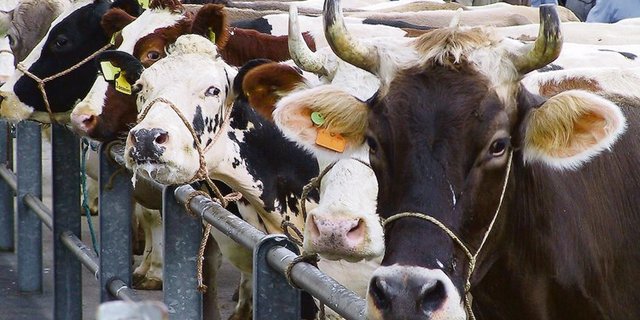 Dass trächtige Tiere geschlachtet werden, erklärt man sich laut Proviande mit fehlenden oder unklaren oder fehlenden Trächtigkeitsdiagnosen, unkontrollierten Natursprüngen oder mangelnde Informationen im Zwischenhandel. (Bild BauZ) 