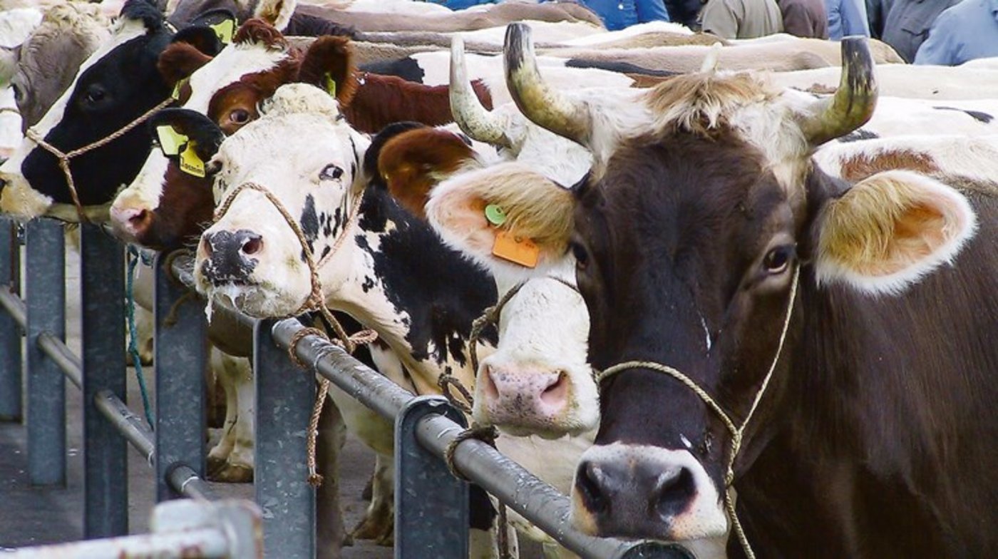 Dass trächtige Tiere geschlachtet werden, erklärt man sich laut Proviande mit fehlenden oder unklaren oder fehlenden Trächtigkeitsdiagnosen, unkontrollierten Natursprüngen oder mangelnde Informationen im Zwischenhandel. (Bild BauZ) 