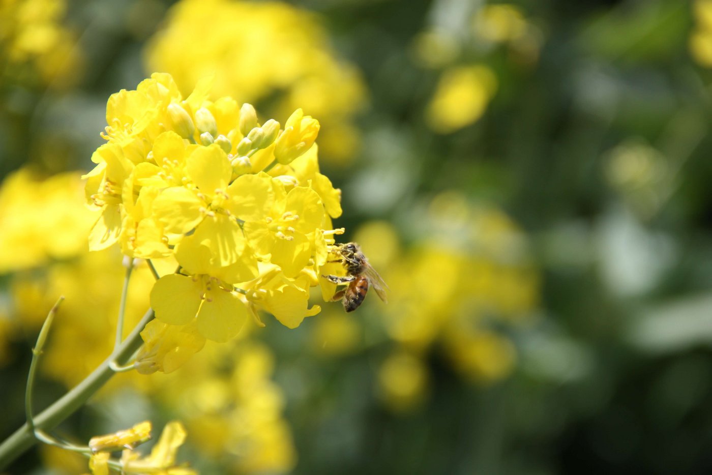 Honig- und Wildbienen haben unterschiedliche Lebensarten. (Bild aw)