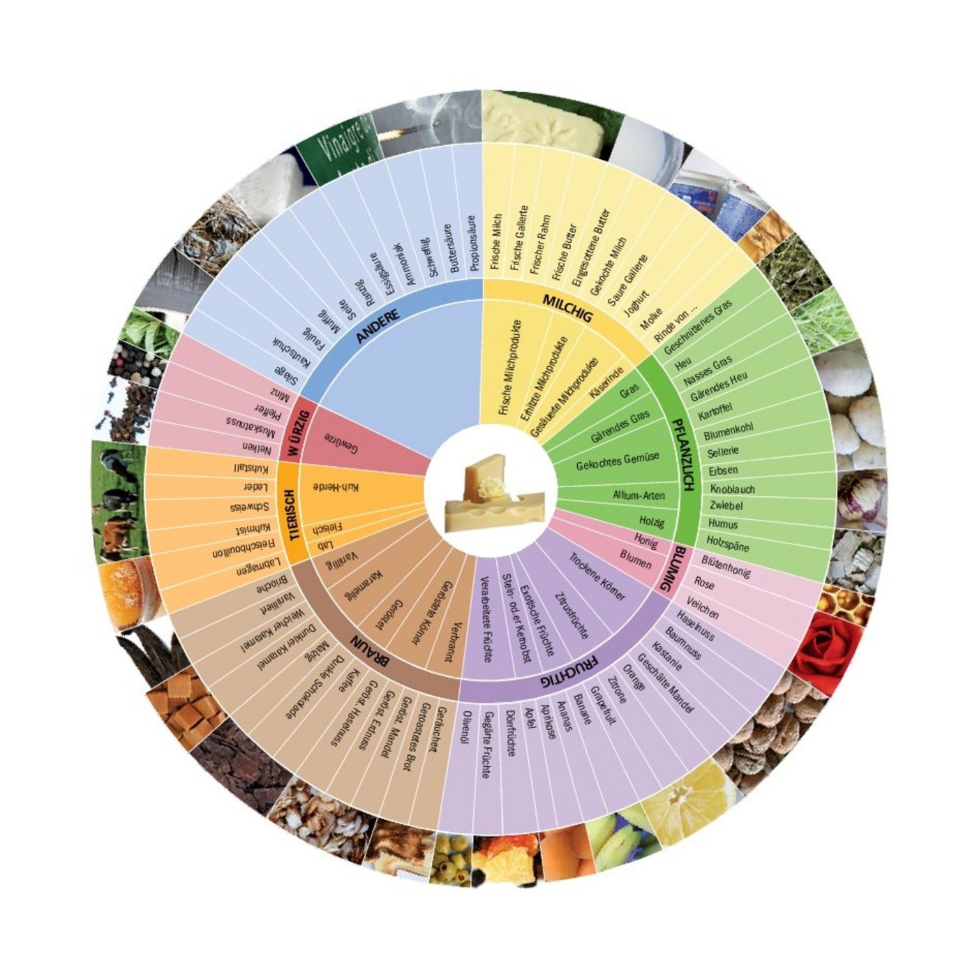 Wie schmeckt der Käse? Geschmack und Aroma sind schwer zu beschreiben, Aromaräder geben eine Auswahl an passenden Begriffen dafür. (Bild Agroscope)