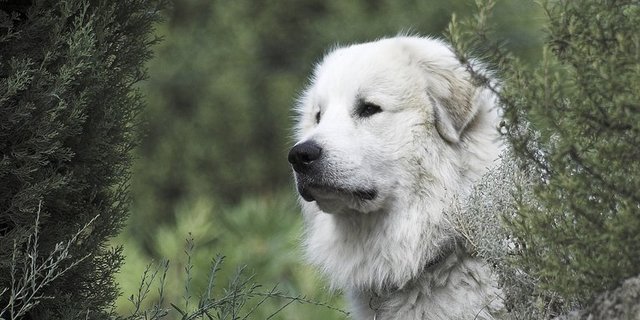Die Halter von Herdenschutzhunden betrifft die Regelung nicht..(pd)