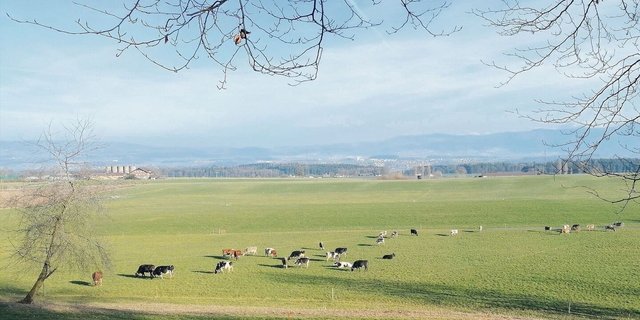 Milchkühe geniessen im Oberfreiamt die Frühlingsweide. Dieses Bild entstand am vergangenen Dienstag. Bei solchen Bedingungen können Schäden saniert werden.