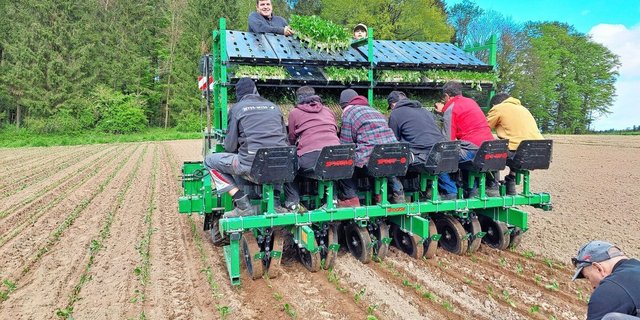Christian Mollet (oben auf der Maschine) setzt Bio-Zuckerrüben bei sich und im Lohn. Dazu braucht es sechs Leute auf der Maschine, welche die Setzlinge in die Setzkörper legen. Eine Person kontrolliert hinter der Maschine die Pflanzabstände und pflanzt bei Bedarf noch Setzlinge in die Lücken.