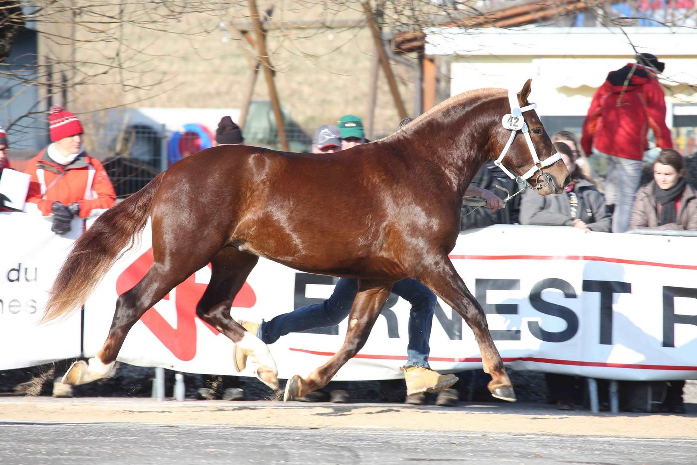 Die Freibergerhengste sollen auch 2021 in Glovelier aufmarschieren, wie ist aber noch ungewiss. (Bild Karin Rohrer)